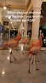 Flamingo Squad Takes Over 5-star Hotel in Mexico