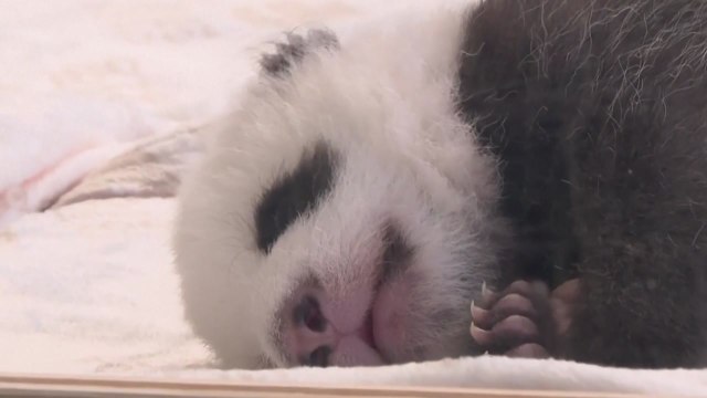 이제 판다처럼 보여요...베를린 동물원 쌍둥이 새끼 판다 공개 / YTN
