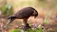 The Peregrine Falcon: Close Up HD Footage (Falco peregrinus)