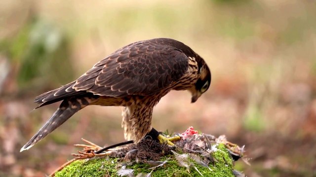 The Peregrine Falcon: Close Up HD Footage (Falco peregrinus)