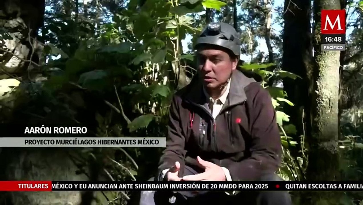 Murciélagos hibernan en cuevas del norte y centro del país | Milenio Hábitat