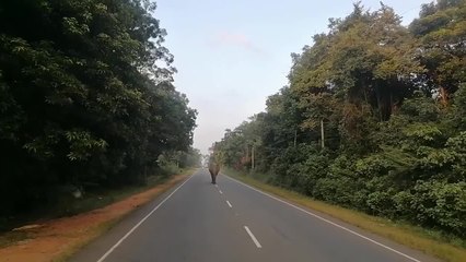 Wild Elephant Walks in Middle of Road