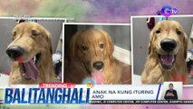 Golden retriever, anak na kung ituring ng kaniyang amo | Balitanghali