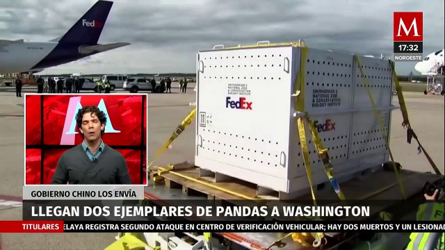 China envía pareja de osos panda para su preservación a Washington, Estados Unidos