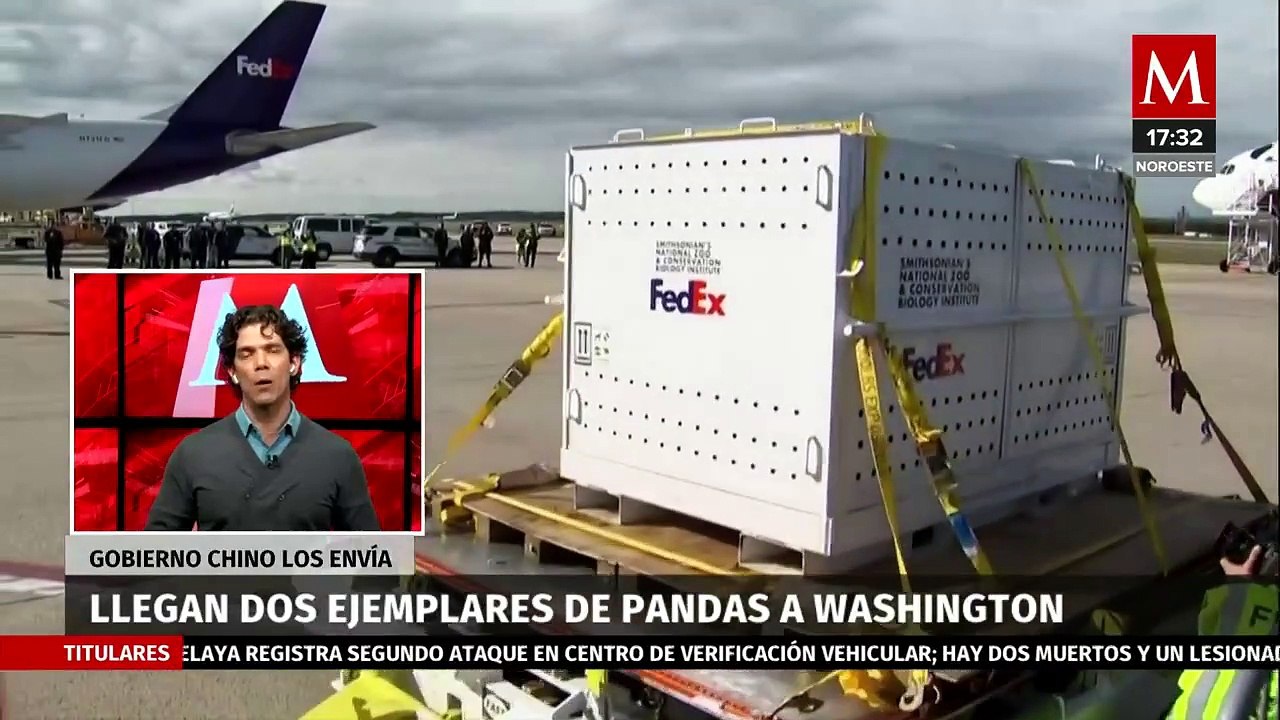 China envía pareja de osos panda para su preservación a Washington, Estados Unidos