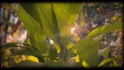 Watch How Look Nature In Cinematic Shot