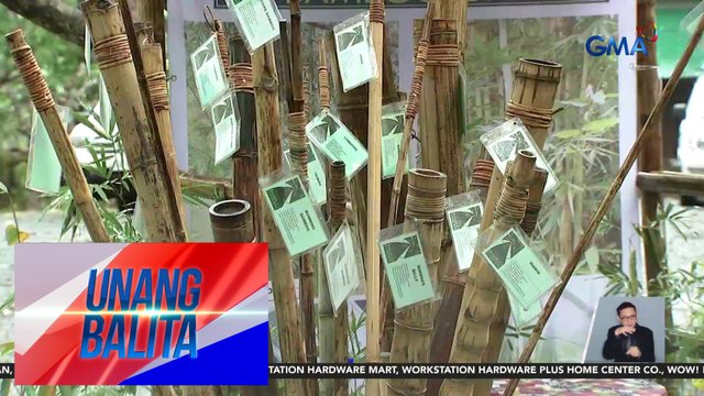 Pag-aalaga sa mga bamboo, tatalakayin sa 25th Bamboo Training/Seminar sa Oct. 19 | Unang Balita