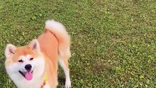 Cute puppy find the ball