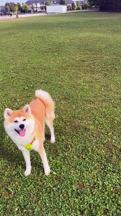 Cute puppy find the ball
