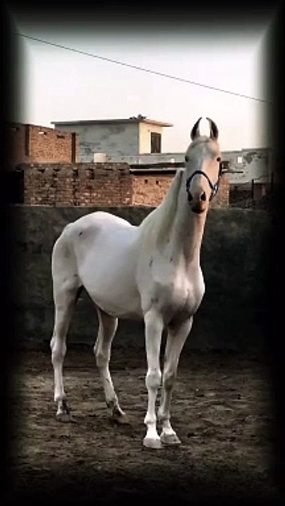 Horse loves