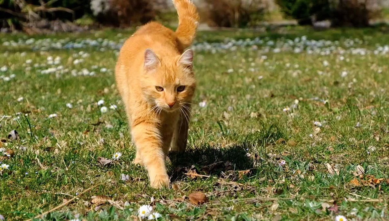 The cute cat