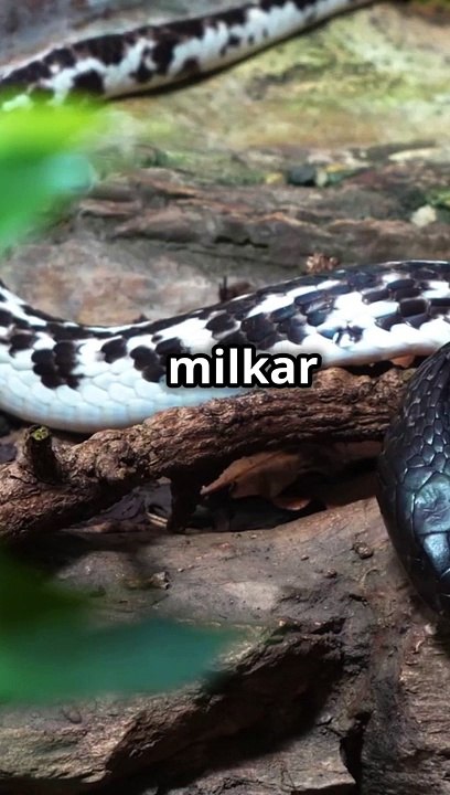 Here are some title ideas with emojis:  1. **"The Fascinating World of Boas ✨"** 2. **"Boas Uncovered: Nature's Majestic Constrictors "** 3. **"All About Boas: Slithering Wonders of the Wild "** 4. **"Meet the Boas: Masters of Constriction! 