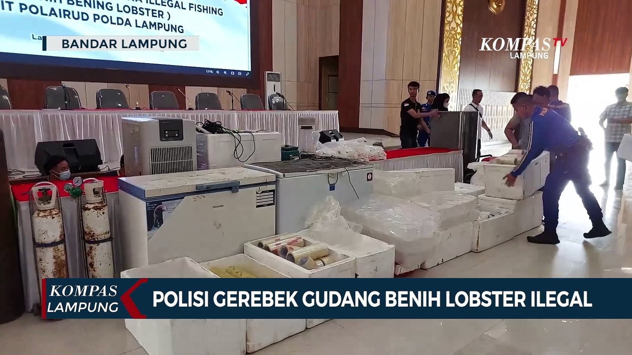 Polisi Gerebek Gudang Penampungan Benih Lobster Ilegal