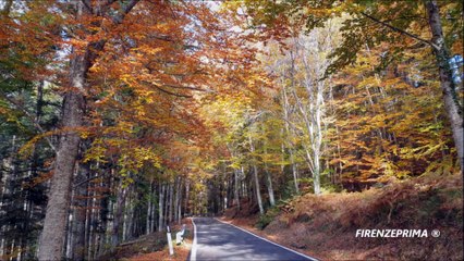 Calliteara pudibunda  o Bruco della faggeta. Bosco di Vallombrosa Ottobre 2021.mp4