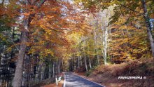 Calliteara pudibunda  o Bruco della faggeta. Bosco di Vallombrosa Ottobre 2021.mp4