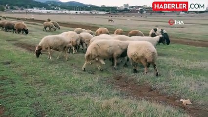 Hayvan Yetiştiricileri Kendi Çobanlıklarını Yapıyor