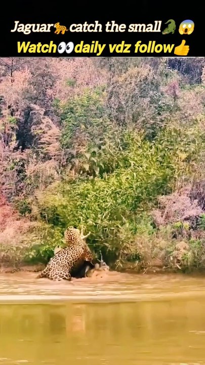 Jaguarcatches the crocodile | jaguar vs crocodile | crocodile attacks | #trending #viralvideo