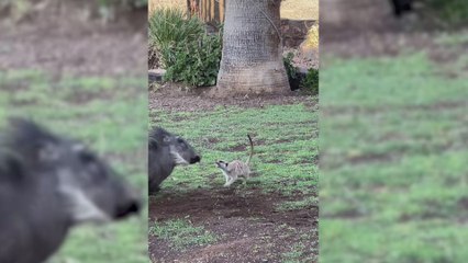 Graban a un jabalí y un suricato jugando juntos y todos llegan a la misma conclusión: son Timón y Pumba