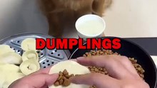 DOG LOVES DUMPLINGS! #pets #dogs