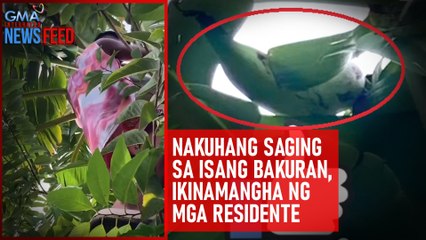 Nakuhang saging sa isang bakuran, ikinamangha ng mga residente | GMA Integrated Newsfeed