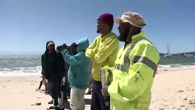 Humpback whale carcass washes ashore on Cape Town coastline