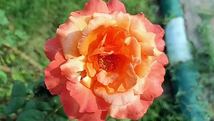 Surah Yasin(Yaseen) ｜ Full With Arabic ｜ Beautiful recitation｜یس سورہ 36｜006703｜edit&louvhz