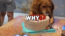 DOG STEALS CAKE! #pets #dogowner #dogs