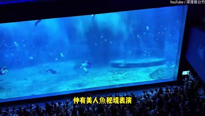 Aquarium is slammed over its new whale shark attraction - can you see why?