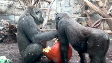 Download Video: Monkeys Try to Steal Halloween Pumpkin From Gorilla