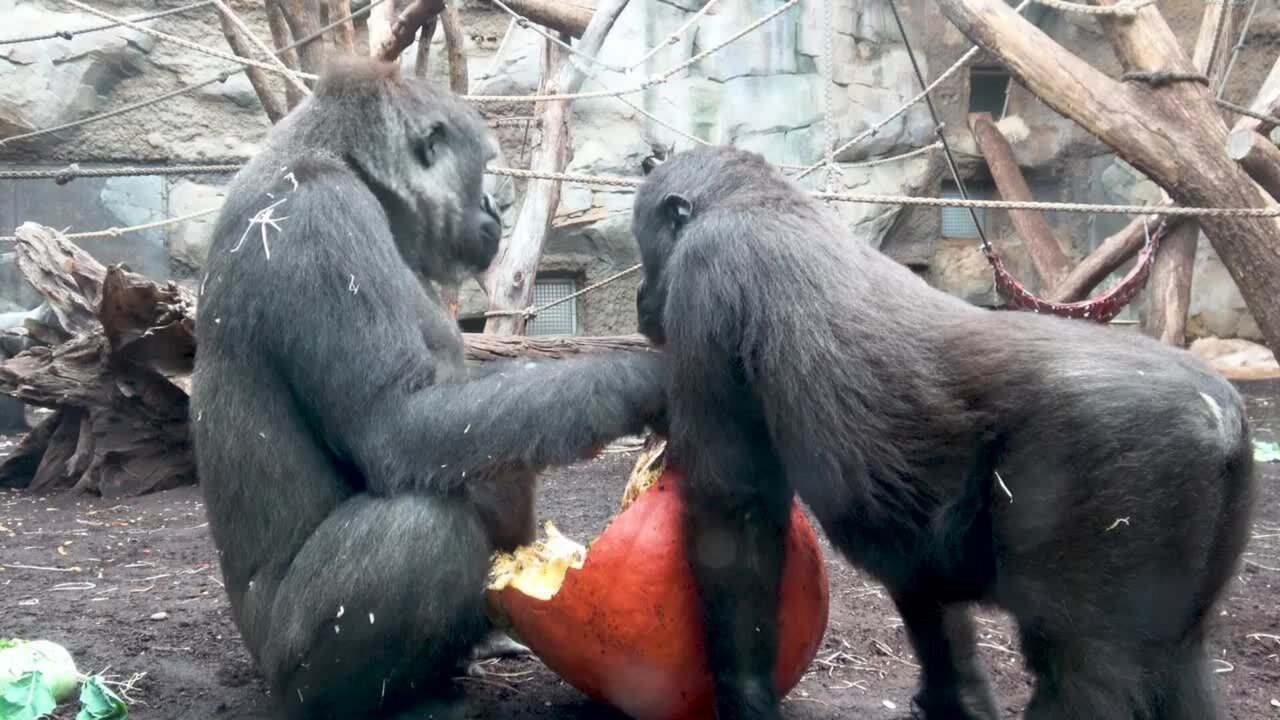Monkeys Try to Steal Halloween Pumpkin From Gorilla