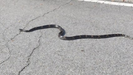 대낮 의정부 도심에 2m 구렁이 출몰...시민들 '화들짝' / YTN