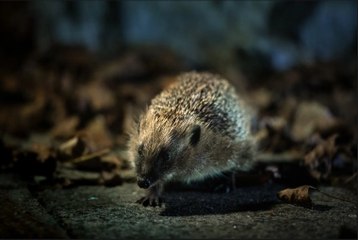 Groundbreaking National Hedgehog Conservation Strategy Launched 🦔