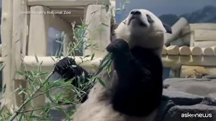 A Washington tornano i panda giganti: arrivano Bao Li e Qing Bao