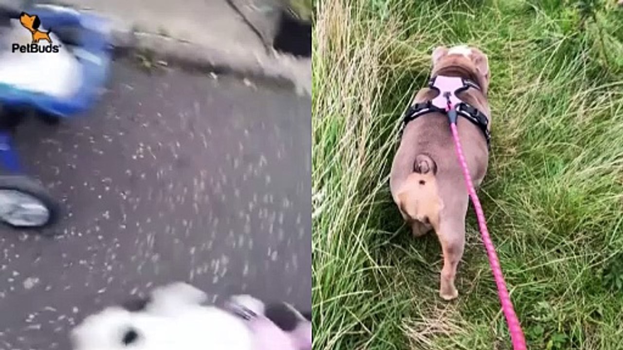 PetBuds Best NoPull Dog Harness 2024 Heavy Duty Dog Leash Best Dog