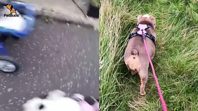 PetBuds Best No-Pull Dog Harness 2024 Heavy Duty Dog Leash Best Dog Harness UK