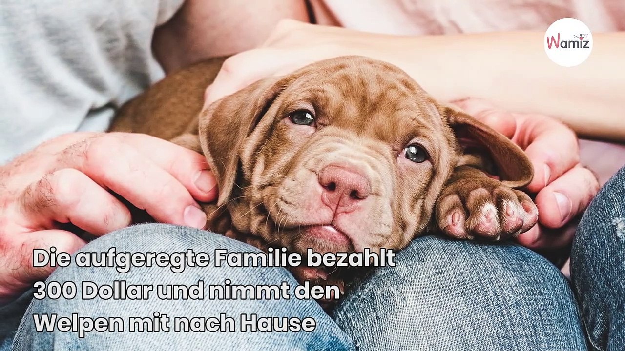 Familie kauft Schäferhund-Welpen für 300 Dollar im Internet: Stunden später weinen alle