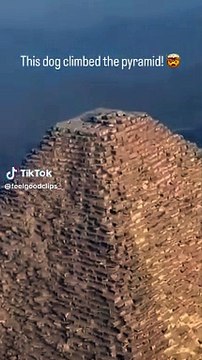 Cane sulla cima della Grande Piramide di Giza? Come ci è finito? Abbaiava agli uccelli . Il VIDEO