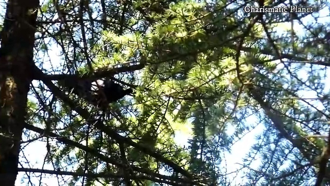 Common Raven Call ! Common Raven Sound ! Raven Call video