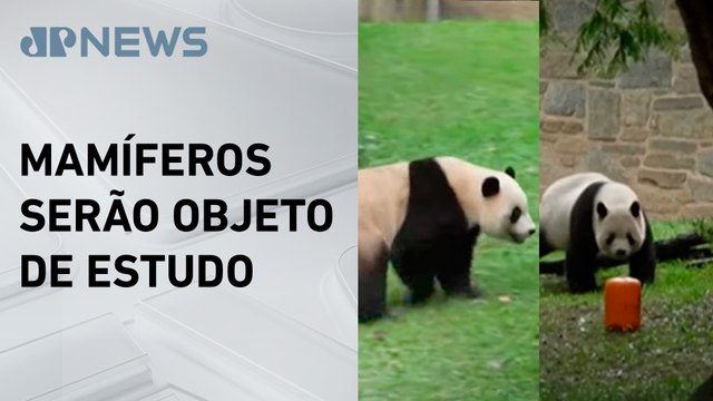 Dois pandas gigantes chineses chegam aos Estados Unidos