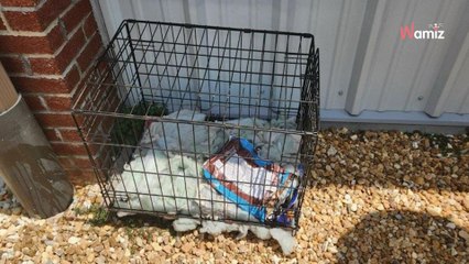 Abandoned dog cage spotted on street in sun, authorities have good and bad news