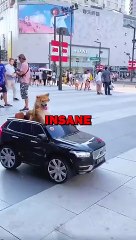 DOG LOVES DRIVING! #pets #dogowner #dogs