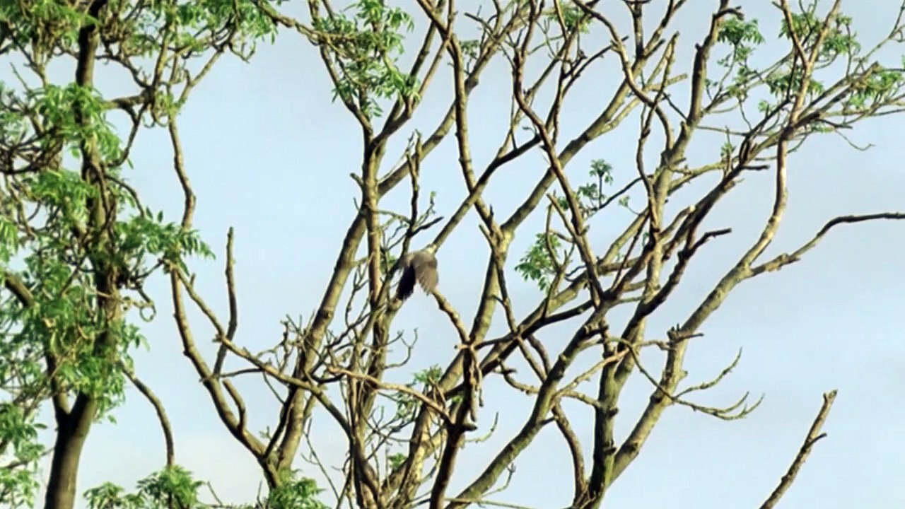 BBC Nature_Cuckoo video Dailymotion