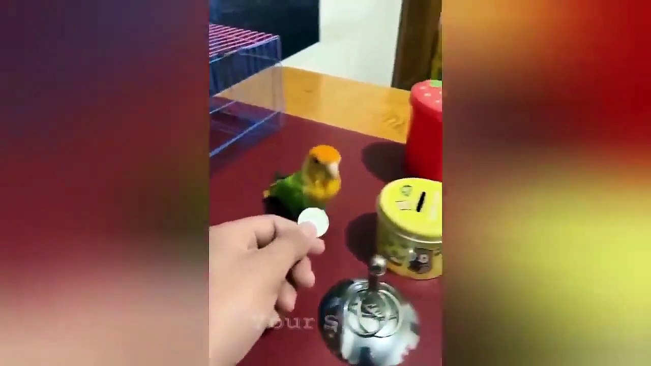 Playful Cats Wrestling with Each Other #funny #pets #cats #fails #laugh