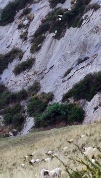 Ces moutons n'ont pas choisi le meilleur chemin pour descendre la montagne