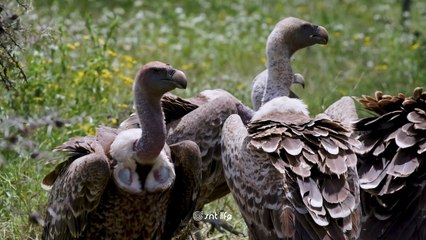 Rüyada Akbaba Görmek Psikolojik ve Dini Olarak Ne Anlama Gelir?