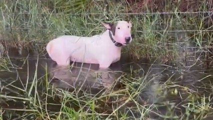 Download Video: Le propriétaire du chien attaché à un poteau avant l’ouragan Milton risque jusqu'à 5 an de prison