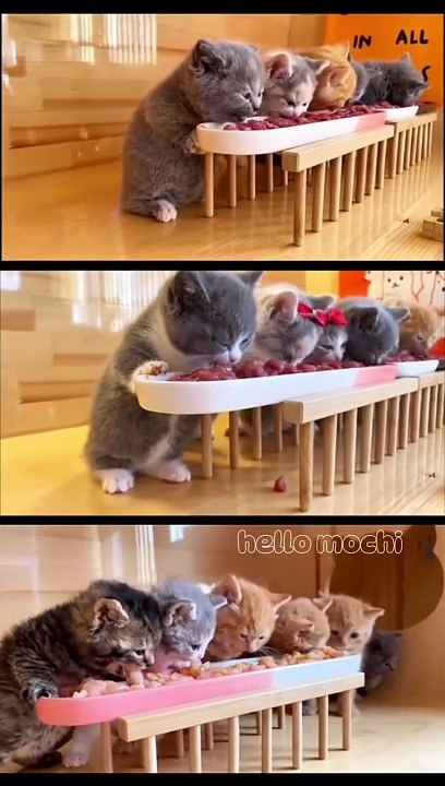 Cute kitten 