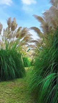 যাত্ৰা! ছন্দোবদ্ধ সুৰীয়া আৰু প্ৰশস্ত শৰণিৰে............ Journey! With rhythmic melodies and spacious surroundings............ ️