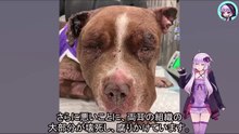 終わりのない闘犬の攻撃に耐えさせられ、役に立たないと捨てられた犬Dogs forced to endure endless dogfights and then abandoned as useless