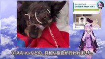 獣医師は、犬の恐ろしい姿を見て、命を救う手立てがもうないと伝えましたThe vets saw the dog's horrific condition and told him there was nothing they could do to save his life.
